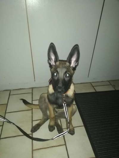 Schäferhund-Fans?-Beitrag-Bild