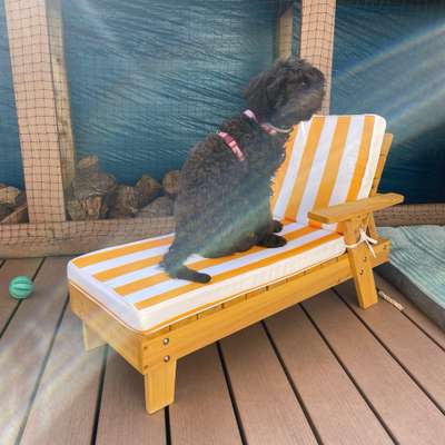 Hundetreffen-Spielkameraden gesucht-Bild