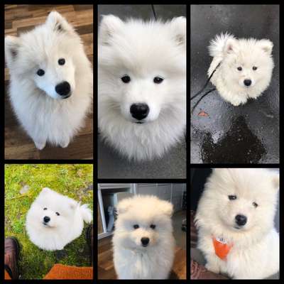 Samojede-Beitrag-Bild