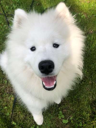 Hunde Porträt (Portrait) Galerie....-Beitrag-Bild