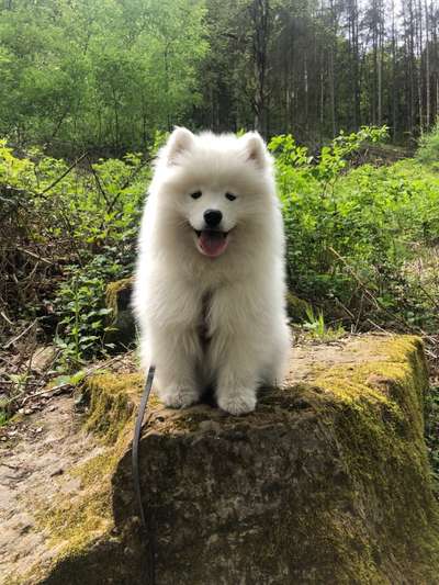 Samojede-Beitrag-Bild