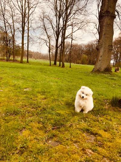 Samojede-Beitrag-Bild