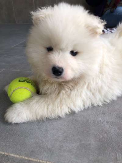 Samojede-Beitrag-Bild