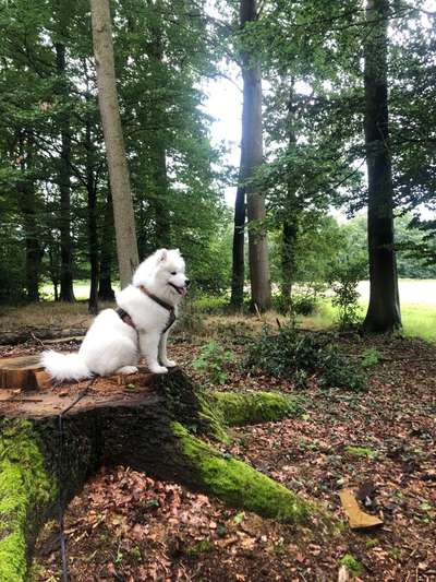 Samojede-Beitrag-Bild