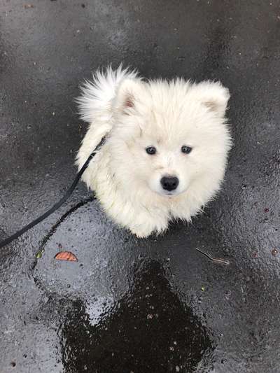 Samojede-Beitrag-Bild