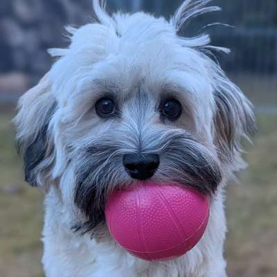 Hundetreffen-Spielkameraden gesucht-Bild