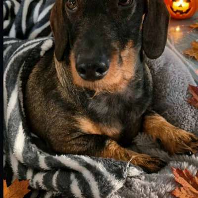 🎃🐶 Hund im Halloween-Kostüm – süß oder Stress pur?-Beitrag-Bild