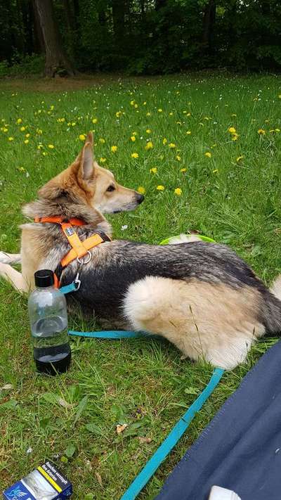 Auslandstierschutz-Beitrag-Bild