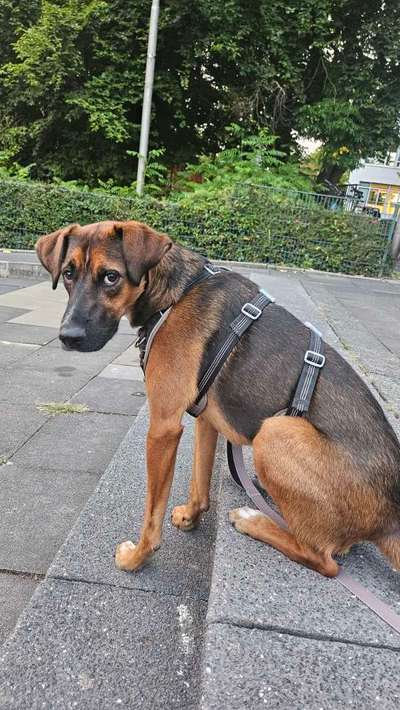 Hundetreffen-Sammy sucht Freunde-Bild
