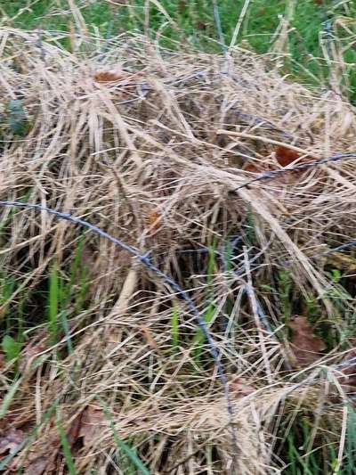 Giftköder-Stacheldraht auf der Wiese-Bild