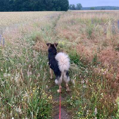 Hundetreffen-Spielen und gassi in Wildau Hoherlehme-Bild