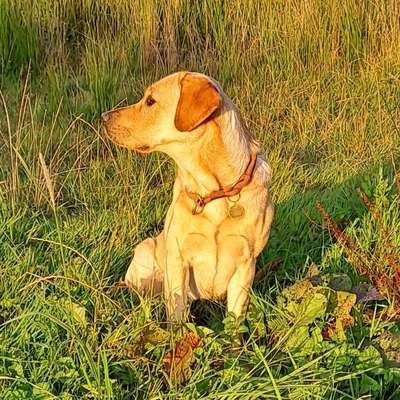 Hundetreffen-Ruhige Hundekontakte zum entspannten Gassi und spielen