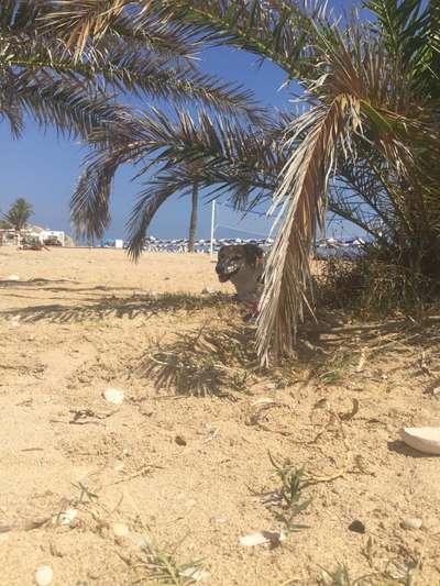 Die Dogorama Kalender Challenge 4/4-Beitrag-Bild