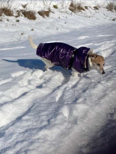 Die Dogorama Wochen Challenge-Beitrag-Bild