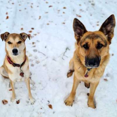 Hundetreffen-Hundefreunde und nette Menschen gesucht-Bild