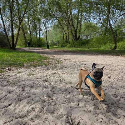 Hundetreffen-Spiele- und Gassikumpels-Bild