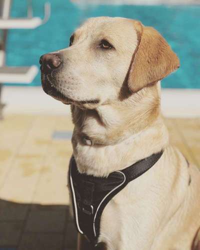 Dein Hund im Dogorama-Kalender 2021-Beitrag-Bild