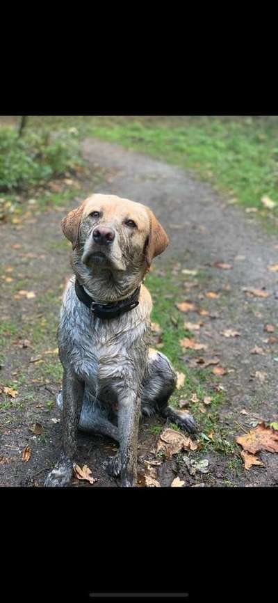 Dein Hund im Dogorama-Kalender 2021-Beitrag-Bild