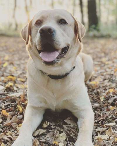 Dein Hund im Dogorama-Kalender 2021-Beitrag-Bild