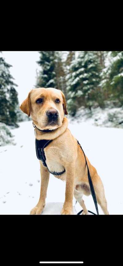 Dein Hund im Dogorama-Kalender 2021-Beitrag-Bild