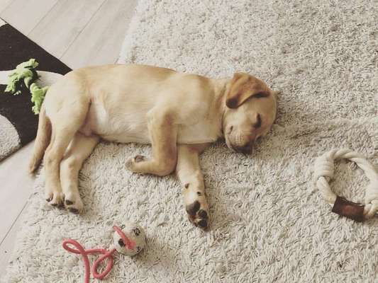 Dein Hund im Dogorama-Kalender 2021-Beitrag-Bild