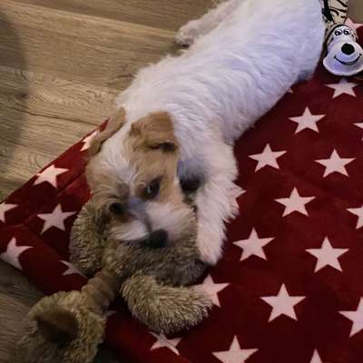 Hundetreffen-Spiel u. Gassi Runde👣🐾-Bild