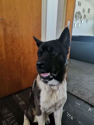 Akita Inu/American Akita (Mix) halter.-Beitrag-Bild