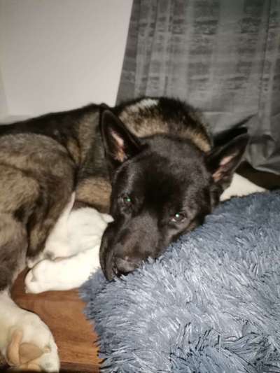 American Akita-Beitrag-Bild