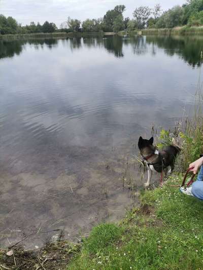 Schwimmen mit Hund-Beitrag-Bild