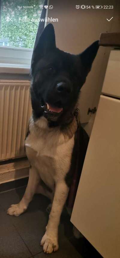 Hilfe bei der Rassebestimmung-Beitrag-Bild