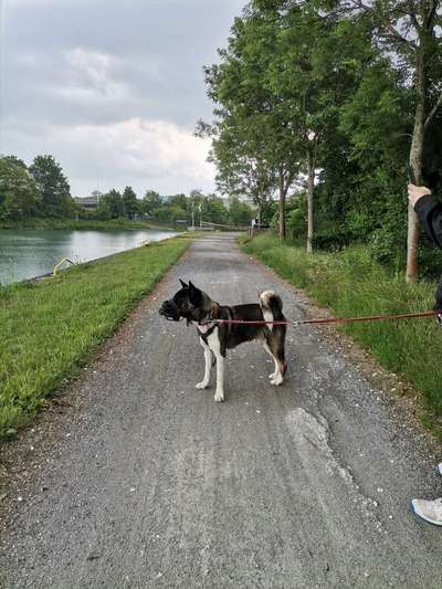 Hilfe bei der Rassebestimmung-Beitrag-Bild