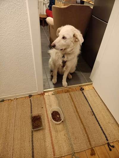 Hund verweigert Futter-Beitrag-Bild