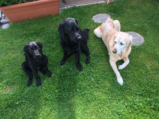 Labradorfans-Beitrag-Bild