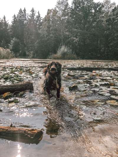 Dogorama-Monats-Challenge-Mai "Wasser"-Beitrag-Bild