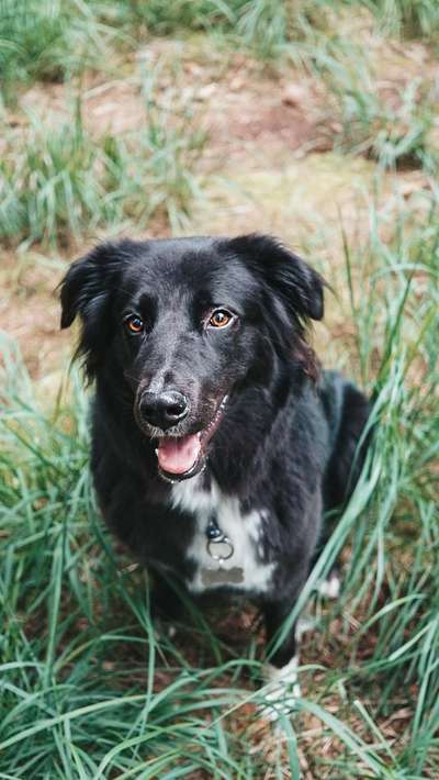 Hundetreffen-Sozial Walk-Bild