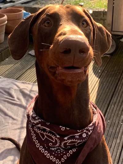 Dobermann Austausch-Beitrag-Bild