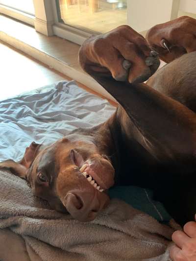 Dobermann Austausch-Beitrag-Bild