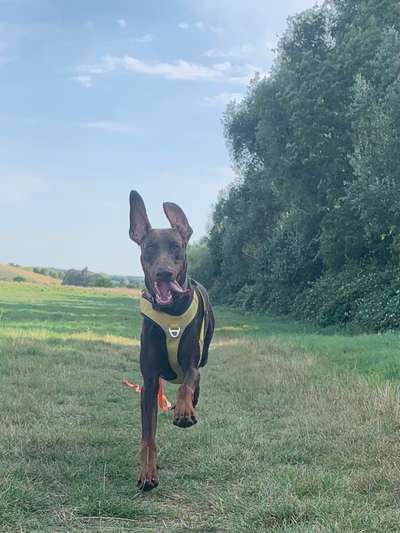 Fotosammlung: ,,Der natürliche Hund" Unbearbeitet, ungestellt und in Natura-Beitrag-Bild