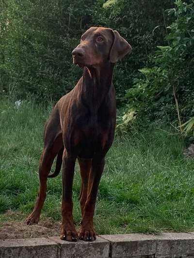 Kupierte Dobermänner-Beitrag-Bild