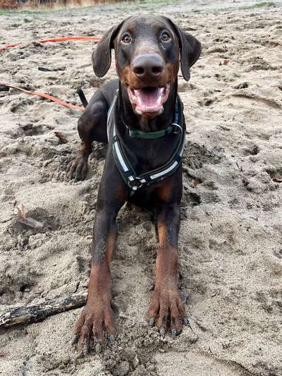 Kupierte Dobermänner-Beitrag-Bild