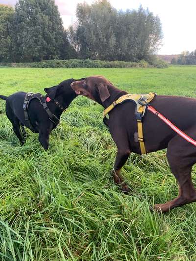 Geschirr für "lange" Hunde-Beitrag-Bild