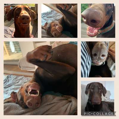 20. Collagen Challenge - "Lustige Schnappschüsse"-Beitrag-Bild