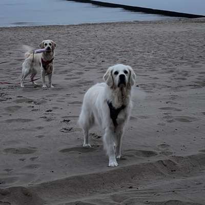 aktuelles Foto Gruppe Golden Retriever