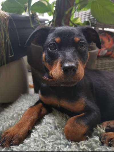 Zeigt her eure Junghunde :)-Beitrag-Bild