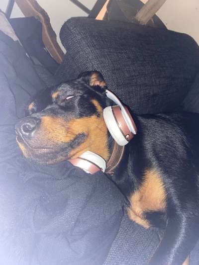 Zeigt her eure Junghunde :)-Beitrag-Bild