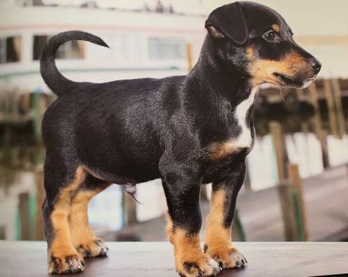 Welpen Bilder !-Beitrag-Bild