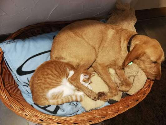 Hund und Katz Momente-Beitrag-Bild