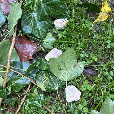 Giftköder-Nicht identifizierbare Innereien-Bild