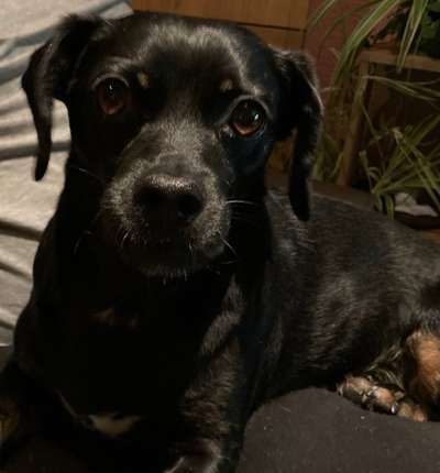 Die besten Hundeblicke 🐾❤️-Beitrag-Bild