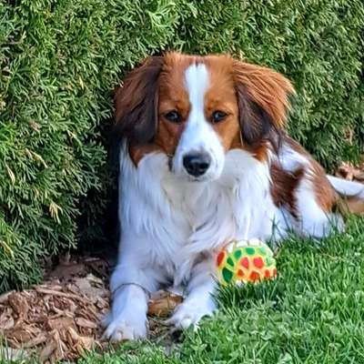Hundetreffen-Gassi-Runde nähe Böhmfeld-Profilbild